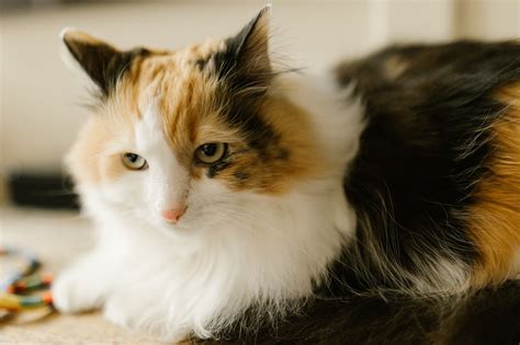 calico cat pictures|are calico cats sterile.